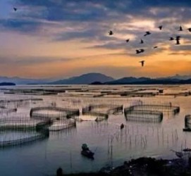 阳江伴游中国网景点丰富(旅游网介绍)