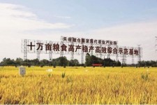 阳江关于成都商务伴游外围雇用的信息