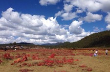 阳江旅游去处(暑期最好的旅游去处)